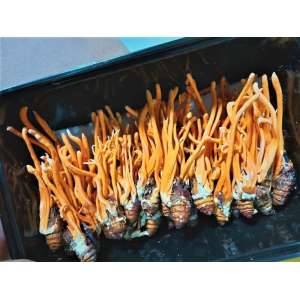 Sử Dụng Đông Trùng Hạ Thảo Thế Nào Cho Hiệu Quả